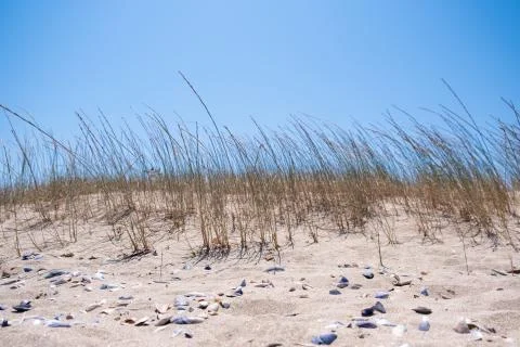 Wide low Angle Landscape Of Grass On The Dunes Sand On The Beach Stock Photos