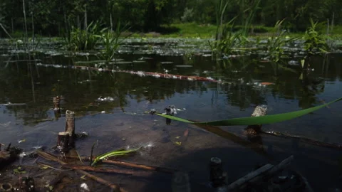 Wide low angle slow moving panning shot of pond water surface illustrating Stock Footage 244373883