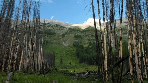 Wide low angle view of the aftermath of a forest fire with burnt trees and Video stock 118158581