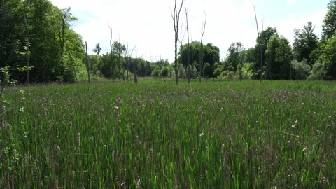 A wide low-angle view of a dense field of cattails and reeds bordered by a Stock Footage 338035994