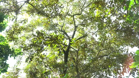 Wide Low Angle View of Massive Star Apple Tree Canopy in Vietnam Stock Footage 327013463