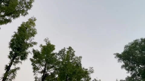 Wide low angle view of tree crowns swinging against an overcast sky 库存影片 346544913