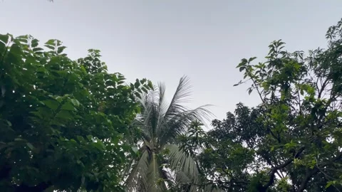 Wide low angle view of tropical palm tree and dense foliage against pale sky 库存影片 346544822