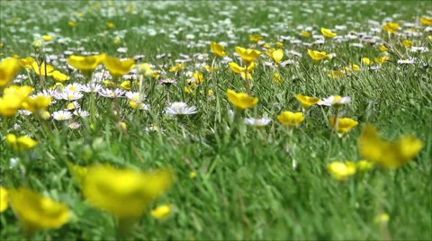 Wide low angle view of a weedy lawn Stock Footage 49643923
