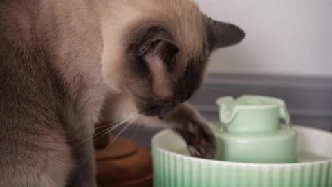 Wide Lower Shot of Siamese Cat licking Water Off Paws Beside Green Trickling Stock Footage 316543399