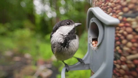 Wide macro SLOMO Black-capped chickadee on birdfeeder 動画素材 276570836