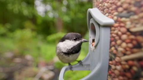 Wide macro SLOMO Black-capped chickadee on birdfeeder 動画素材 276571039