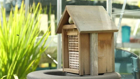 Wide mason bees (Osmia conjuncta) building their nest next to greenhouse. Stock Footage 131379193