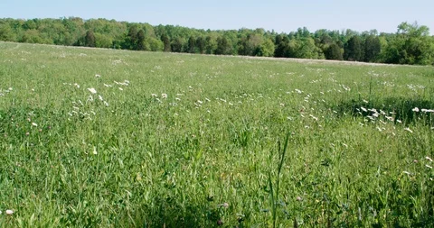 Wide meadow with daisies static Stock Footage 94337886