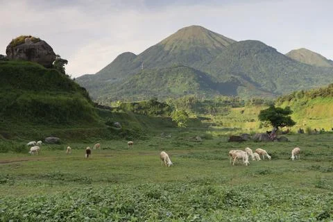 Wide meadow Foto stock