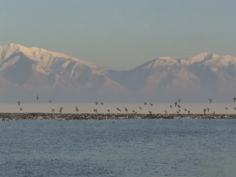 Wide to Medium Zoom in on Flock of Northern Shovelers Landing Stock Footage 124977154