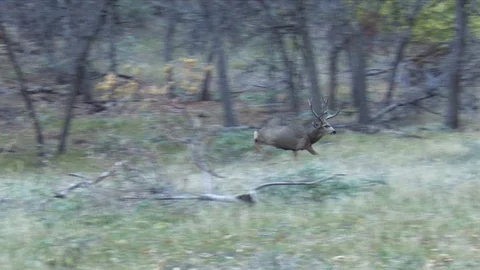 Wide Mule Deer Buck Comes Charging Across Opening, Slo Mo Stock Footage 73406579