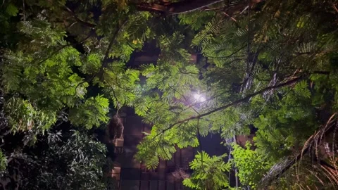 Wide Night Shot of Lush Tree Branches Lit Up by Urban Exterior Lighting. Stock Footage 344687238