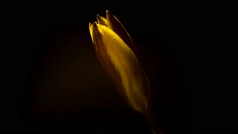 Wide open crocus flower. Wime lapse video. Dew fall down on the petals Video stock 86561908