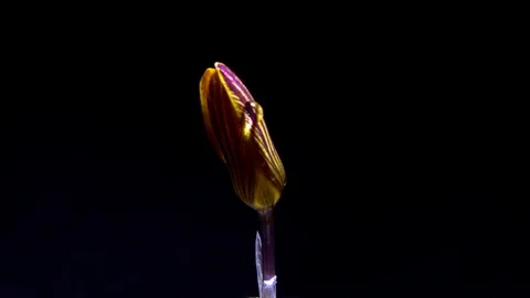 Wide open crocus flower. Wime lapse video. Dew fall down on the petals Stock Footage 86790573