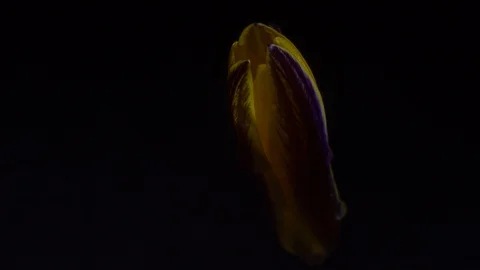 Wide open crocus flower. Wime lapse video. Dew fall down on the petals Stock Footage 86790703