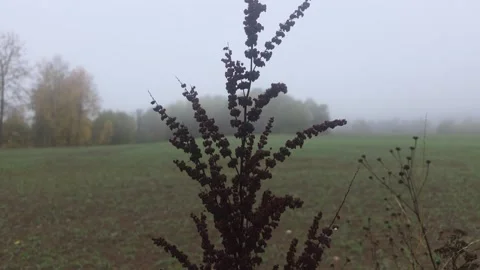 Wide Open Dark Field Sloping Toward Distant Misty Forest Stock Footage 348038177
