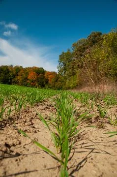 Wide Open Field With Rows Of Winter Wheat Under a Clear Blue Sky &amp; Autumn Trees Stock Photos