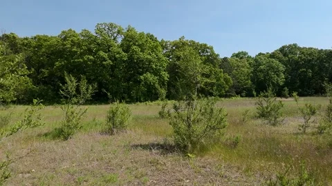 Wide Open Field with Trees and Clear Blue Sky 스톡 동영상 310744516