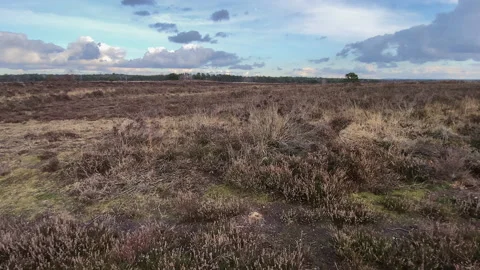 The wide open heather fields near the city of Ermelo during winter Stock Footage 217717824