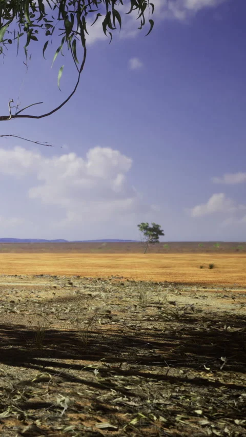 Wide open land with single tree under blue sky on sunny day Stock Footage 334725172