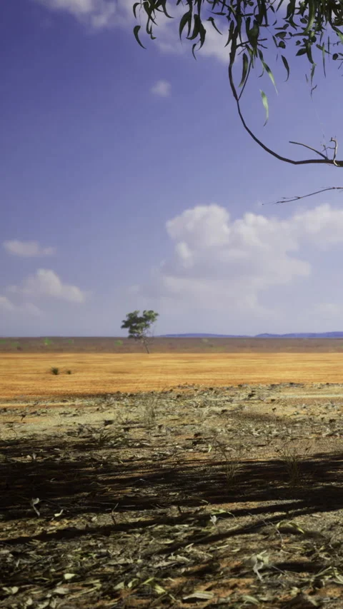 Wide open land with a single tree under the blue sky during daytime Stock Footage 335965586