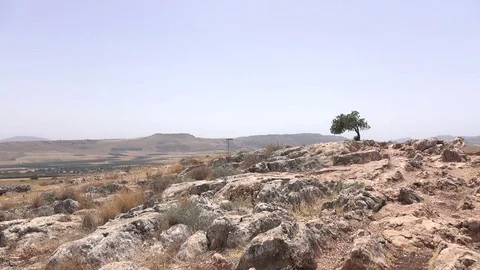 Wide Open Locked Down Shot of Small Desert Tree on Horizon Stock Footage 78248049