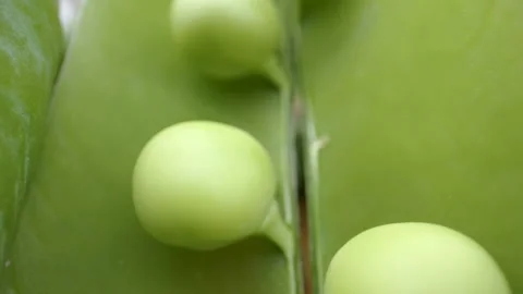 The wide open pea pod of the green peas vegetable Stock Footage 138535405