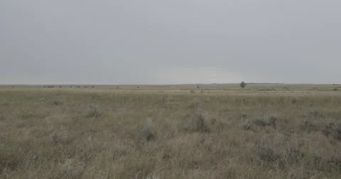 Wide open plains with bison in the far distance Video stock 332443038