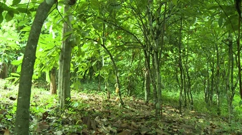 WIDE ON PAKRO COCOA FRUIT TREES Stock Footage 58930809