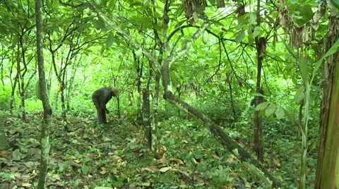 WIDE: PAKRO FARMER CLEARS BRUSH WITH MACHETE Stock Footage 58930812