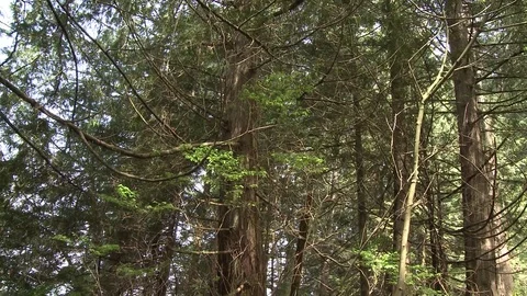 Wide pan down of trees and foliage Video stock 75244542