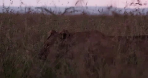 Wide pan of a lion walking between grass in Kenya Stock Footage 295292261
