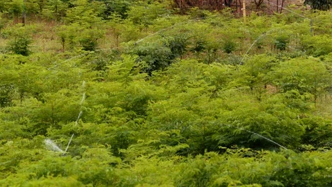 Wide pan of Moringa field irrigation in slow motion agriculture farm organic Vidéo 128016592