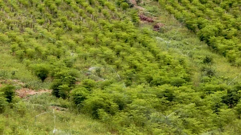 Wide pan of Moringa field irrigation in slow motion agriculture farm organic Vidéo 128018380