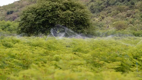 Wide pan of Moringa field irrigation in slow motion agriculture farm organic Vidéo 128020082
