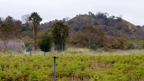 Wide pan of Moringa field irrigation in slow motion agriculture farm organic Vidéo 128023889