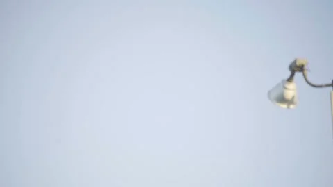 A Wide pan right of bird sitting on light pole Stock Footage 155404152