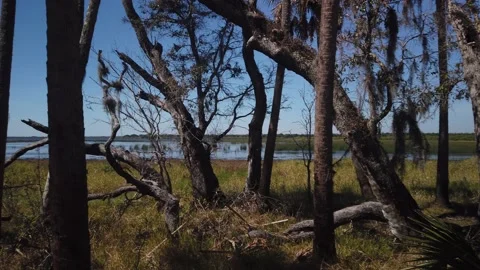 Wide pan right to left through trees with dead trees, and other green trees 0007 Stock Footage 266539587