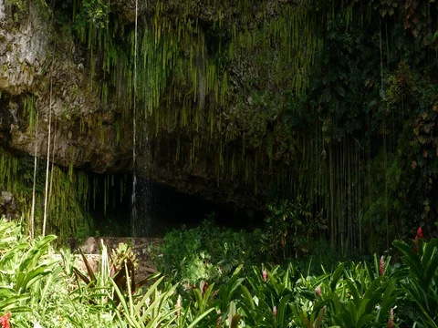 Wide Pan RTL Fern Grotto Stock Footage 80388697