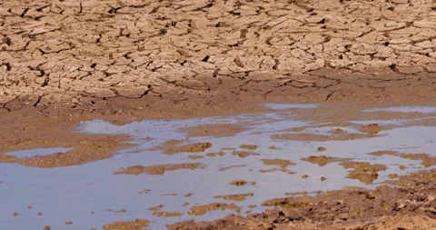 Wide pan shot of almost dried up watering hole on a hot afternoon Video stock 308673589