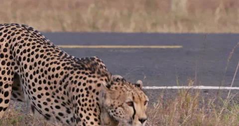 Wide pan shot of a cheetah walking from a tarmac road Stock Footage 308677859