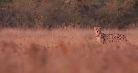 Wide pan shot of a collared cheetah scanning a sun lit savanna Stock Footage 308675226