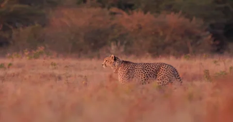 Wide pan shot of a collared cheetah strolling while surveying Stock Footage 308675284