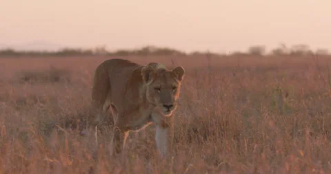 Wide pan shot of a collared lion walking through the savannah Stock-Footage 279041665