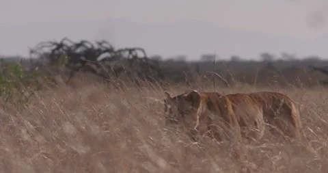 Wide pan shot of a collared lion roaming through tall grass Stock Footage 279042639