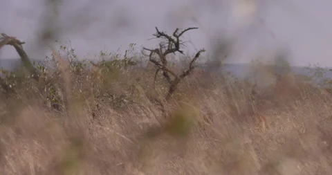 Wide pan shot of a collared lion walking between tall grass Stock Footage 279042704