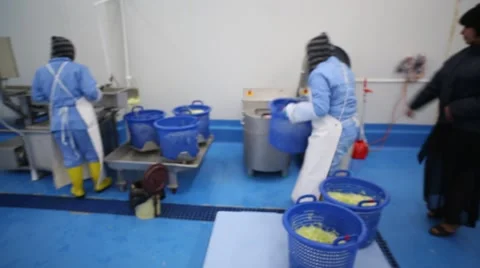 A wide pan shot from ending process of lettuce washing Stock Footage 60765992