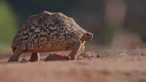 Wide pan shot of a leopard tortoise walking across the camera Stock Footage 261025275