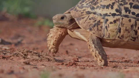Wide pan shot of a leopard tortoise walking on sand in the afternoon Stock Footage 261025426